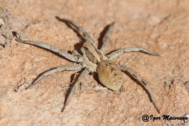 Allocosa sp.; Eusparassus dufouri